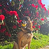 dog, ball, yellow_ball, flower_bush, red_flowers, grass, path, sunlight, outdoor, pet, canine, nature, summer, greenery, happy, playful, animal, daytime, collar, park
