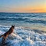 dog, ocean, waves, water, sunset, beach, animal, playful, sea, sky, outdoor, nature, canine, wave_foam, sunlight, shore, summer, adventure, pet, landscape