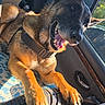 dog, canine, car_interior, tire, sunlight, paws, window, seat, happy, pet, animal, collar, resting, daylight, transport, relaxed, brown_fur, black_muzzle, ears, vehicle
