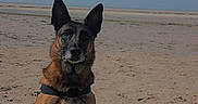 Nina a rejoint le concours — aidez-le/la à gagner de superbes lots ! dog, german_shepherd, beach, sand, sunny, outdoor, animal, pet, canine, shadow, sky, nature, alert, sitting, ears_up, daytime, fur, loyal, portrait, quiet