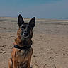 dog, german_shepherd, beach, sand, sunny, outdoor, animal, pet, canine, shadow, sky, nature, alert, sitting, ears_up, daytime, fur, loyal, portrait, quiet