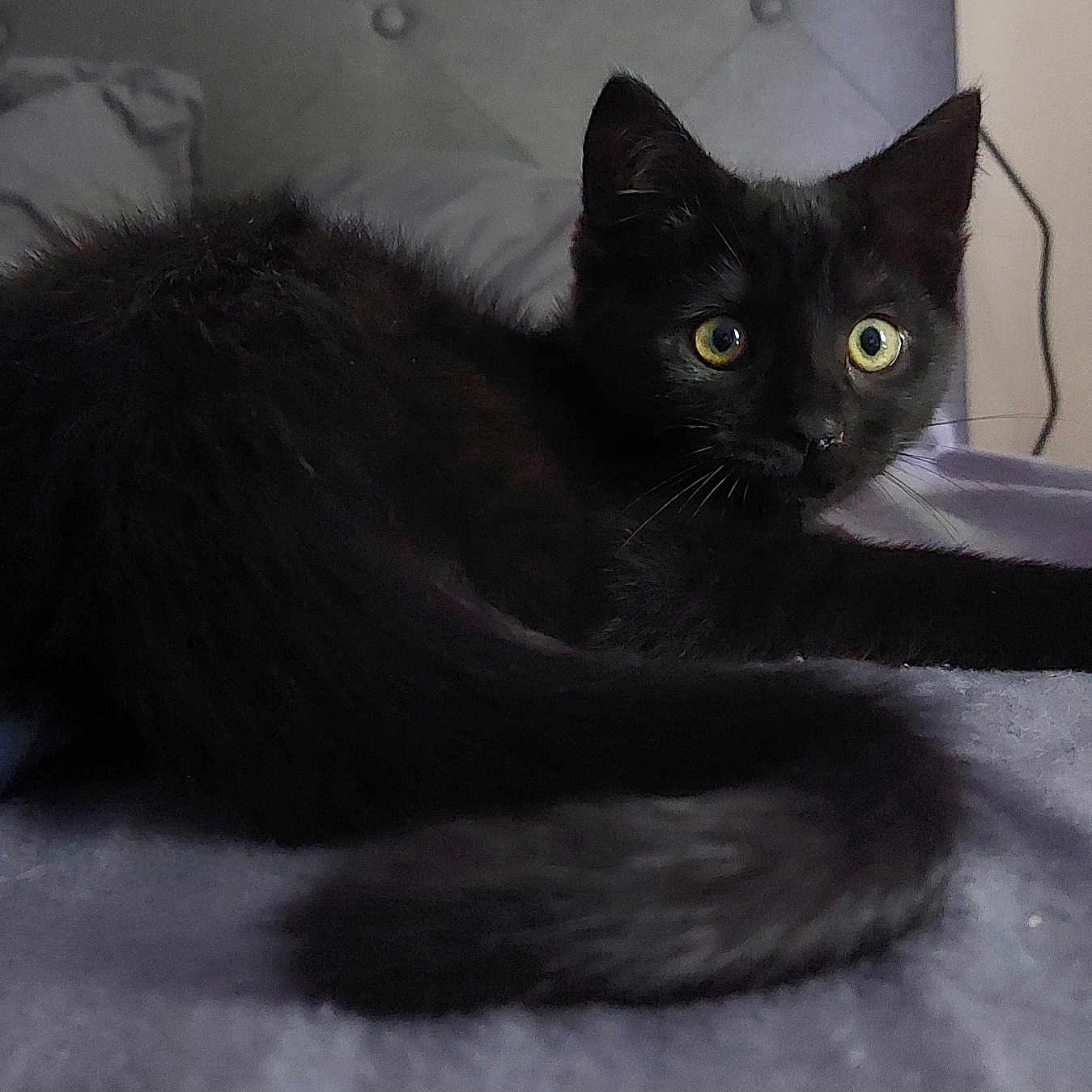 Zorro