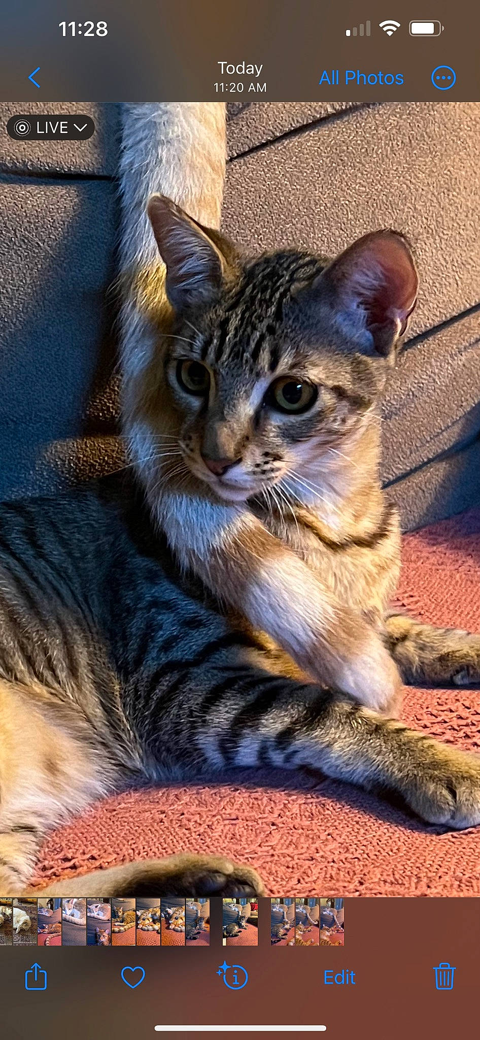 Mateo joined the competition — help win amazing prizes! carnivore, cat, cat_supply, claw, domestic_short_haired_cat, felidae, fur, paw, sitting, small_to_medium_sized_cats, snout, tail, terrestrial_animal, tree, whiskers, wildlife