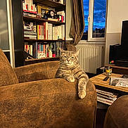 Kyra participe au concours pour gagner de l'argent avec cette photo : cat, tabby_cat, armchair, living_room, bookshelf, books, window, twilight, coffee_table, mug, remote_control, curtains, radiator, brown_furniture, indoor, pet, feline, relaxed, cozy, evening