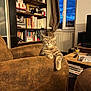 cat, tabby_cat, armchair, living_room, bookshelf, books, window, twilight, coffee_table, mug, remote_control, curtains, radiator, brown_furniture, indoor, pet, feline, relaxed, cozy, evening