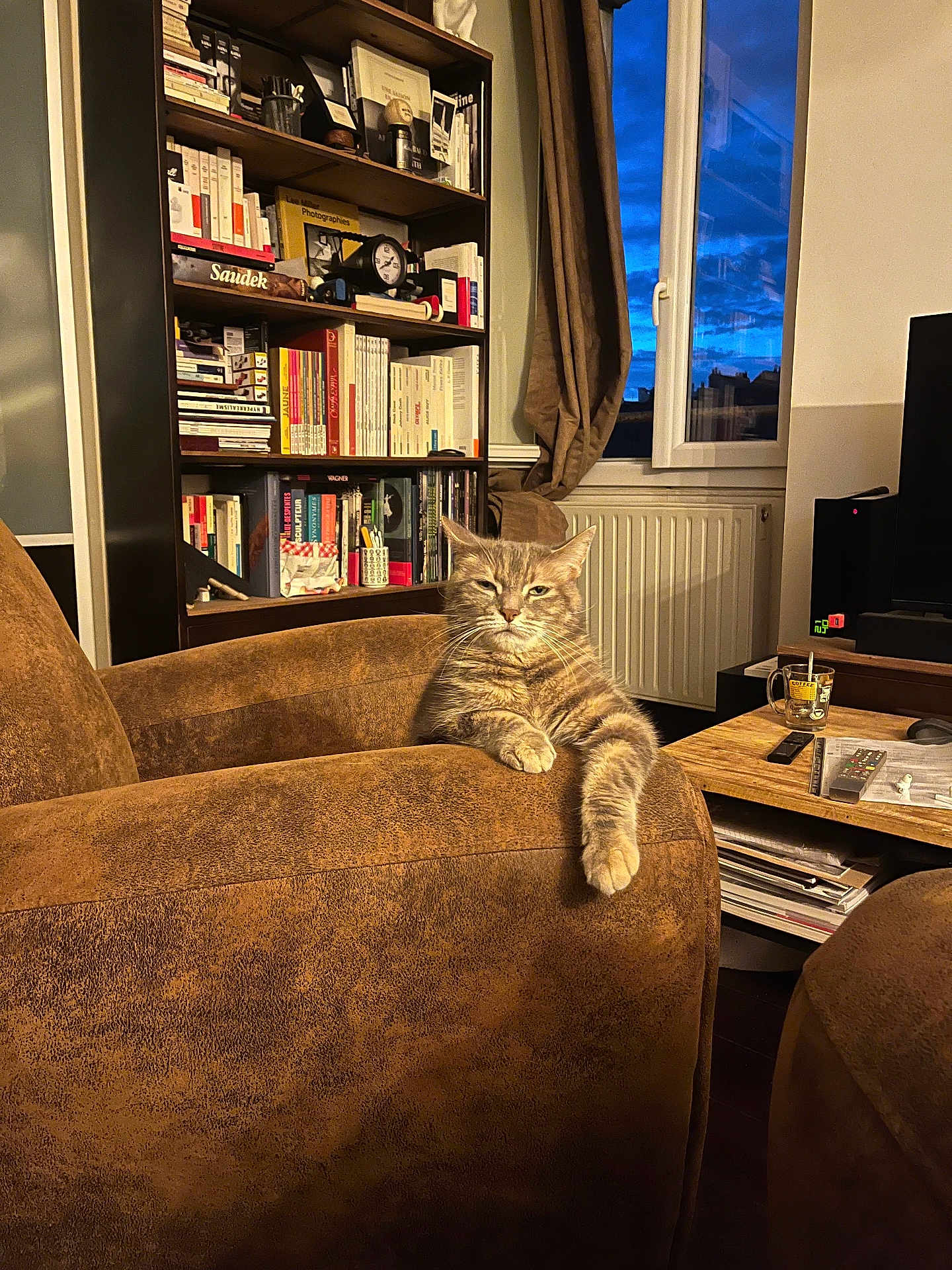 Kyra participe au concours pour gagner de l'argent avec cette photo : cat, tabby_cat, armchair, living_room, bookshelf, books, window, twilight, coffee_table, mug, remote_control, curtains, radiator, brown_furniture, indoor, pet, feline, relaxed, cozy, evening