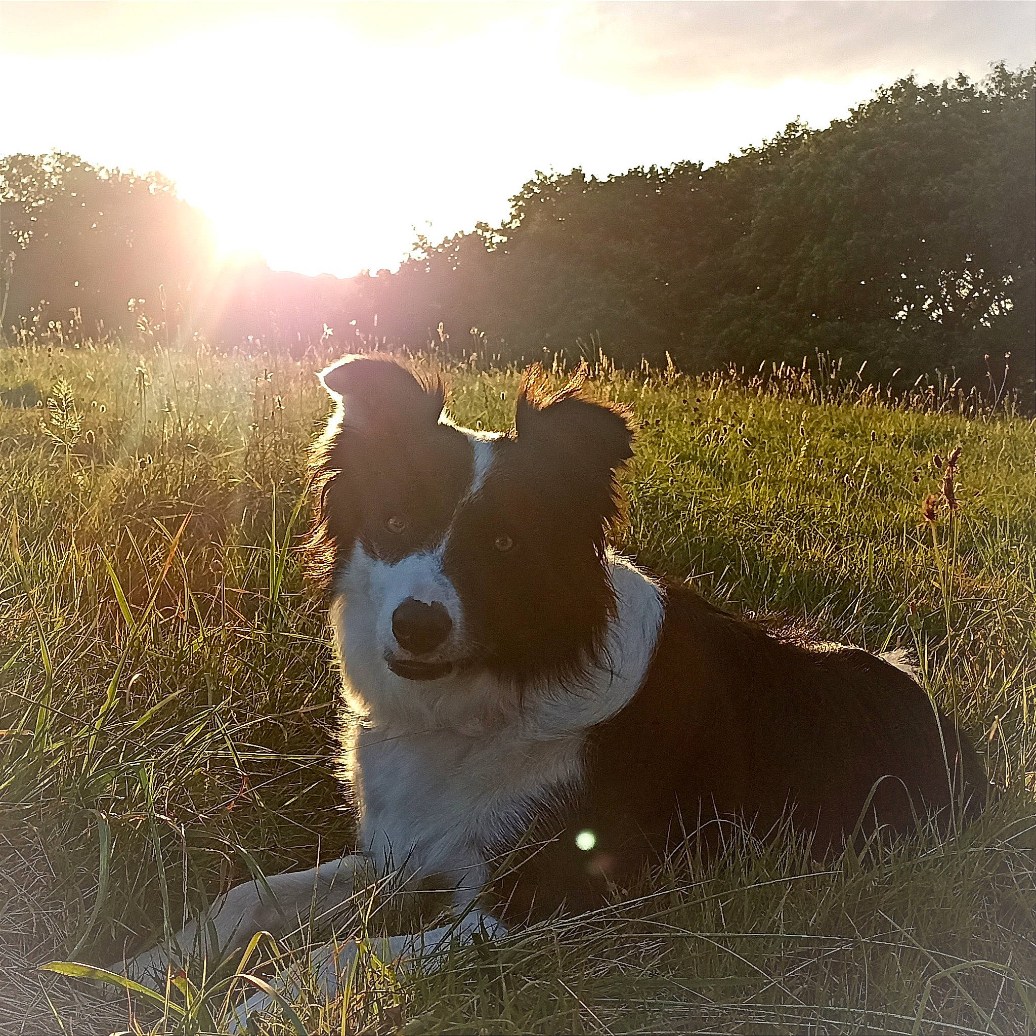 Sabo a rejoint le concours — aidez-le/la à gagner de superbes lots ! carnivore, cloud, companion_dog, dog, dog_breed, grass, grassland, happy, herding_dog, landscape, morning, natural_landscape, people_in_nature, plant, sky, sunlight, sunset, tints_and_shades, tree, working_animal