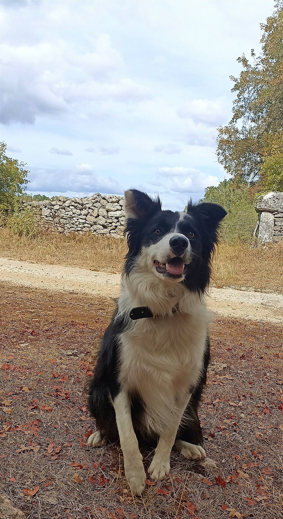 Sabo participe au concours pour gagner de l'argent avec cette photo : border_collie, canidae, carnivore, cloud, collar, companion_dog, dog, dog_breed, dog_collar, fur, gun_dog, herding_dog, plant, recreation, sky, soil, tail, tree, whiskers, working_dog