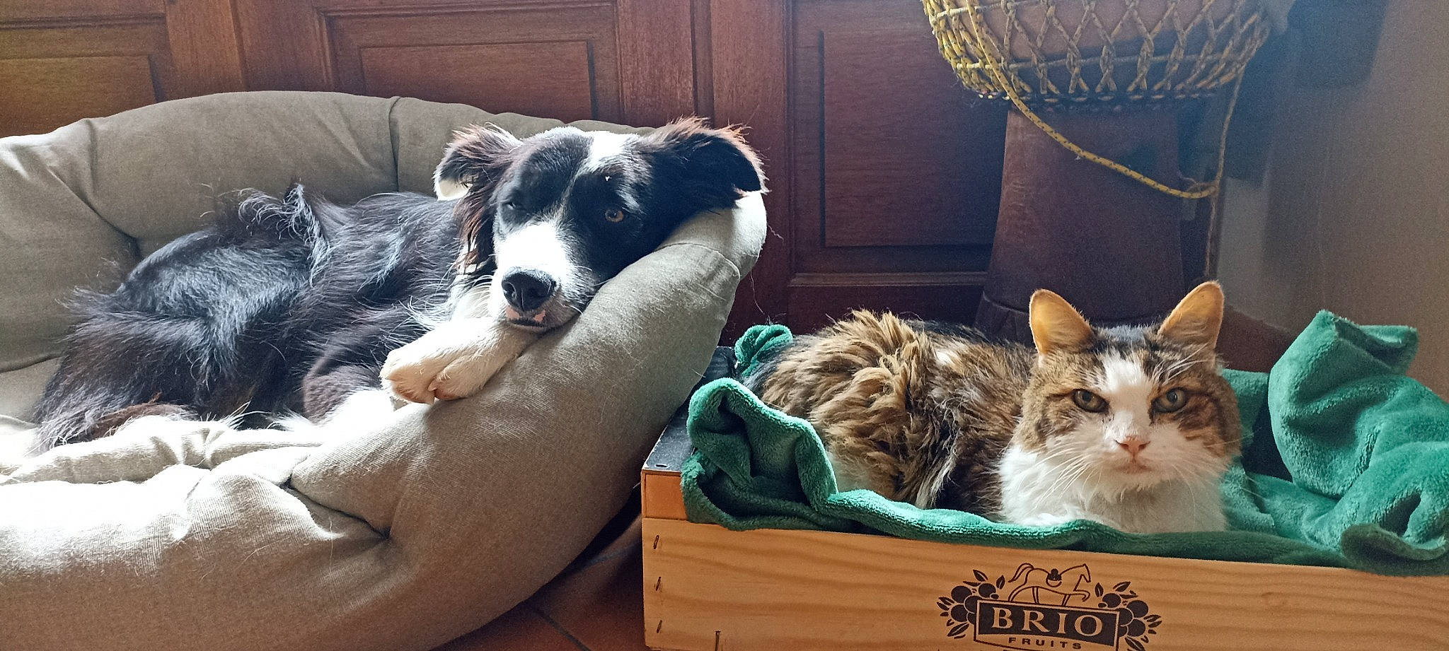 Sabo participe au concours pour gagner de l'argent avec cette photo : basket, border_collie, box, carnivore, cat, cat_supply, comfort, companion_dog, couch, dog, dog_breed, domestic_short_haired_cat, felidae, fur, lap, shipping_box, small_to_medium_sized_cats, storage_basket, whiskers, working_animal