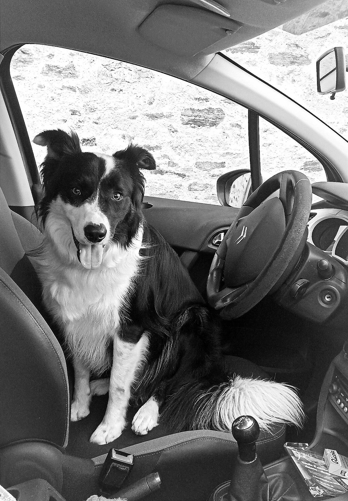 Sabo participe au concours pour gagner de l'argent avec cette photo : automotive_design, automotive_exterior, black, car, car_seat_cover, carnivore, companion_dog, dog, dog_breed, hood, motor_vehicle, personal_luxury_car, plant, steering_part, steering_wheel, style, vehicle, vehicle_door, watch, white