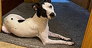 Chani Rae joined the competition — help win amazing prizes! dog, pet, spotted_dog, lying_down, portrait, indoors, doorway, carpet, tile_floor, wooden_door, home, hallway, black_and_white, floppy_ears, brown_eyes, long_body, relaxed, alert, cute, animal_photography