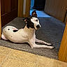 dog, pet, spotted_dog, lying_down, portrait, indoors, doorway, carpet, tile_floor, wooden_door, home, hallway, black_and_white, floppy_ears, brown_eyes, long_body, relaxed, alert, cute, animal_photography