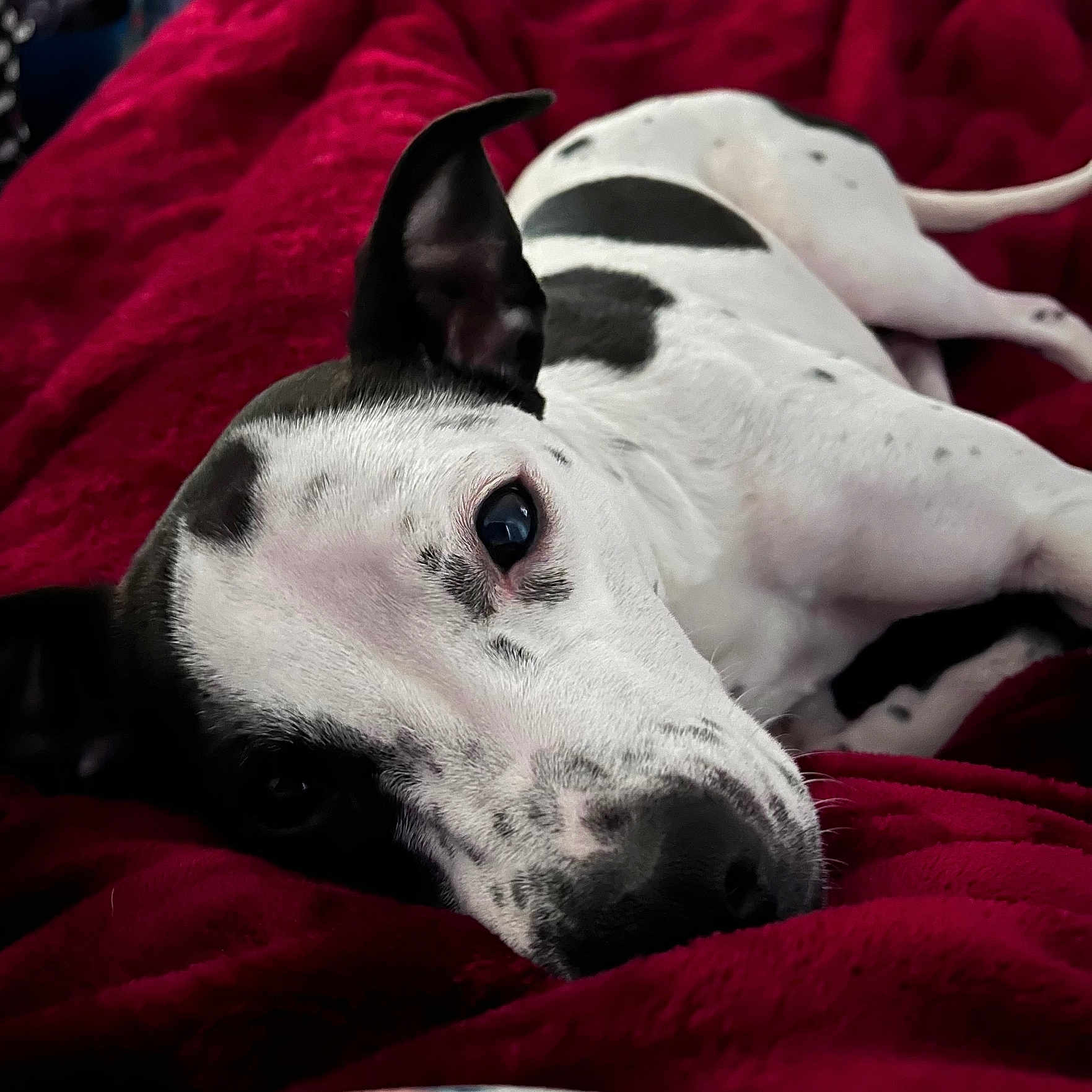 Chani Rae joined the competition — help win amazing prizes! dog, sleeping, lying_down, spotted_coat, white_fur, black_fur, long_snout, large_ears, close_up, pet, animal, indoors, blanket, red_blanket, cozy, relaxed, shiny_eye, portrait, resting, cute