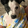 Chani Rae is registered to the contest to win money with this photo: puppy, dog, pet, black_and_white, short_hair, floppy_ears, wide_eyes, nose, portrait, close_up, blanket, colorful, fleece, indoors, carpet, cuddling, hand, cute, adorable, animal