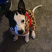 Chani Rae joined the competition — help win amazing prizes! dog, puppy, black_and_white, short_hair, pet, sweater, leopard_print, red, carpet, indoor, portrait, looking_up, floppy_ears, black_nose, paws, sitting, cute, fashionable, animal, home