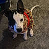 dog, puppy, black_and_white, short_hair, pet, sweater, leopard_print, red, carpet, indoor, portrait, looking_up, floppy_ears, black_nose, paws, sitting, cute, fashionable, animal, home