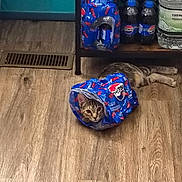 Poppy joined the competition — help win amazing prizes! cat, pepsi, empty_pack, floor, wooden_floor, shelf, plastic_bottles, water_jug, tabby_cat, curious_cat, indoor, pet, animal, sitting, playful, container, beverage_pack, household, mischief, funny