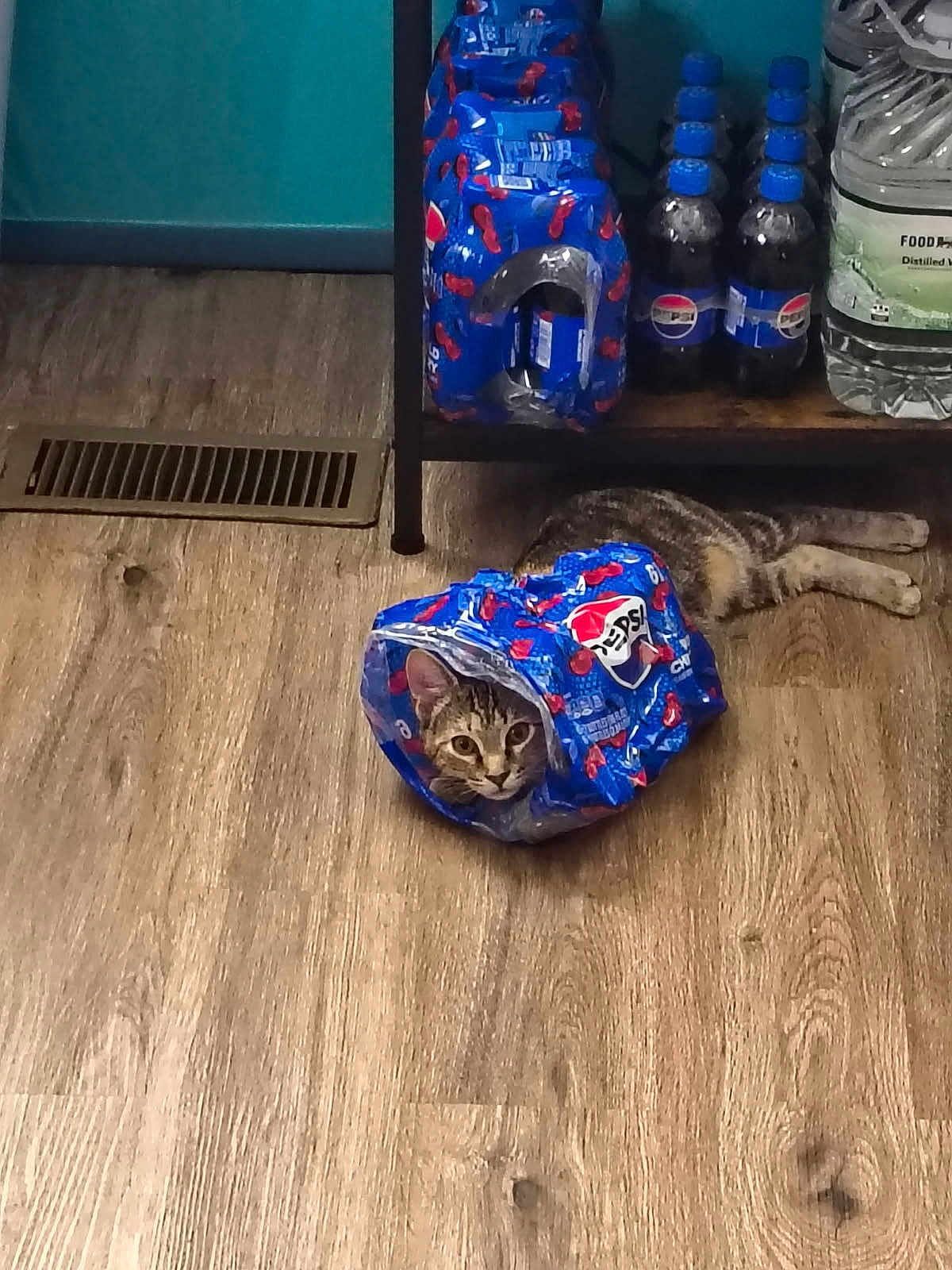 Poppy joined the competition — help win amazing prizes! cat, pepsi, empty_pack, floor, wooden_floor, shelf, plastic_bottles, water_jug, tabby_cat, curious_cat, indoor, pet, animal, sitting, playful, container, beverage_pack, household, mischief, funny