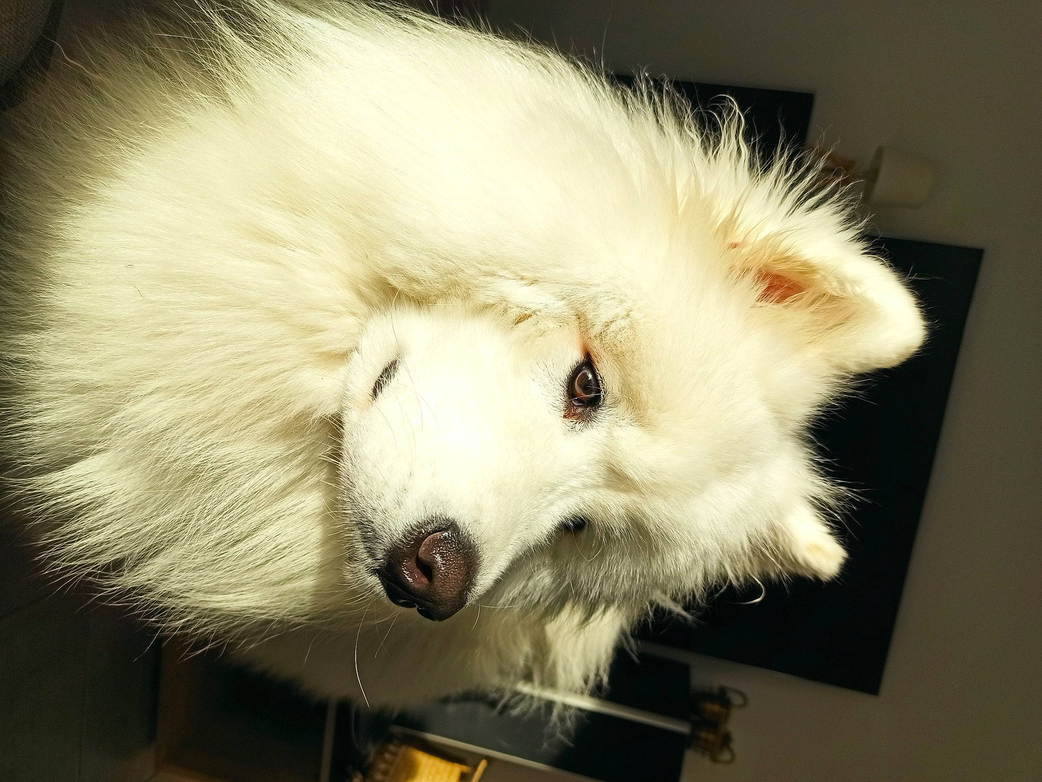 Korben participe au concours pour gagner de l'argent avec cette photo : canidae, carnivore, companion_dog, feather, fur, jaw, snout, terrestrial_animal, whiskers, wildlife