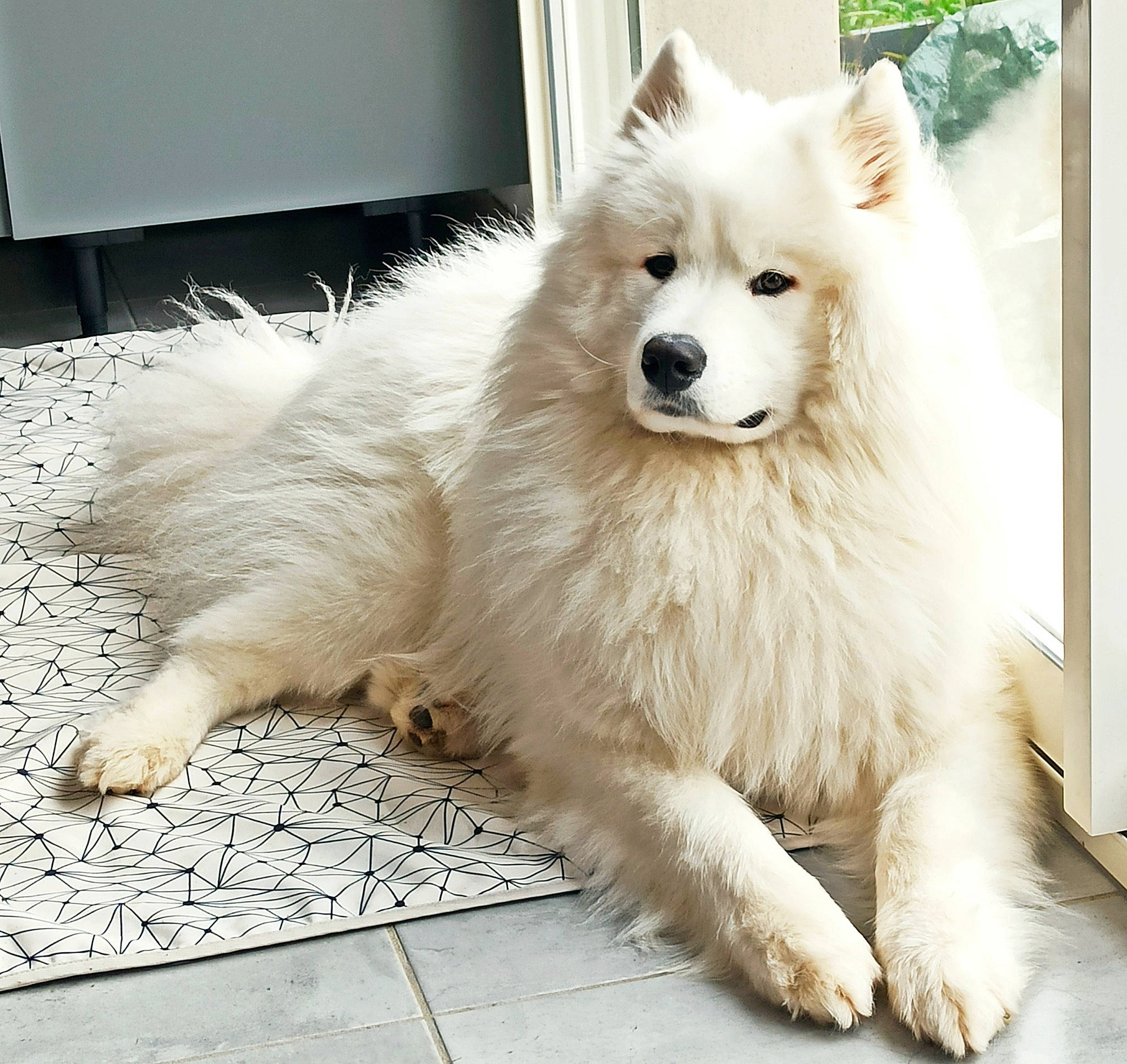 Korben participe au concours pour gagner de l'argent avec cette photo : ancient_dog_breeds, canidae, carnivore, companion_dog, dog, dog_breed, eye, fur, german_spitz, german_spitz_klein, german_spitz_mittel, giant_dog_breed, japanese_spitz, non_sporting_group, snout, spitz, sporting_group, volpino_italiano, working_dog