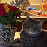 cat, gray_cat, flowers, roses, orchids, bouquet, jar, kitchen, sink, countertop, domestic, indoor, pet, feline, table, decor, plant, relaxed, animal, cozy