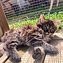 kitten, cat, tabby, fur, wooden_deck, sunlight, outdoor, pet, animal, fence, greenery, resting, cute, curious, small, whiskers, ears, paws, nature, daylight