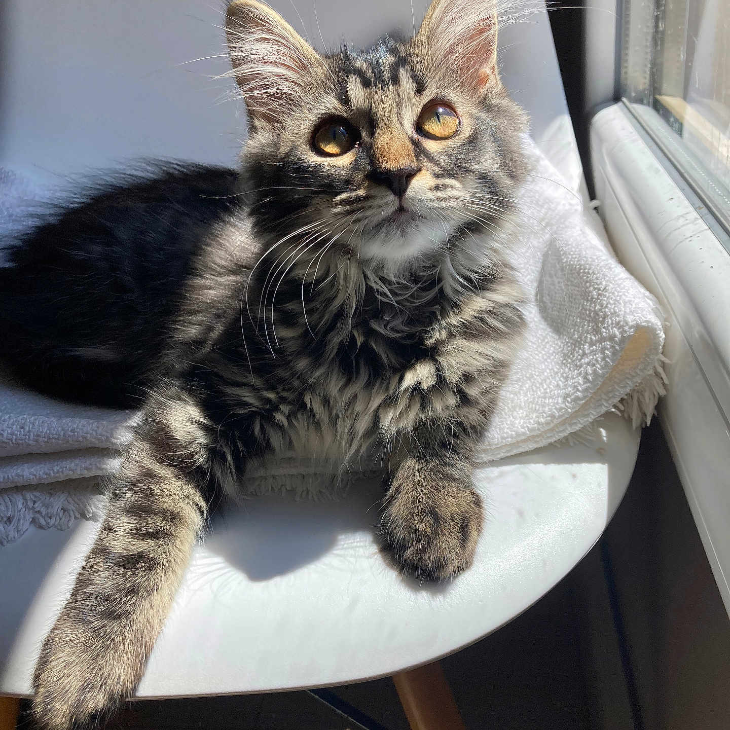 Gem participe au concours pour gagner de l'argent avec cette photo : animal, cat, chair, cozy, curious, cute, ears, feline, fur, indoor, kitten, paw, pet, relaxed, sunlight, tabby, towel, whiskers, white, window