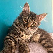 Gem participe au concours pour gagner de l'argent avec cette photo : animal, cat, closeup, curious, cute, ears, feline, fur, gray_surface, indoor, kitten, pet, portrait, relaxed, soft, tabby, teal_wall, whiskers, yellow_eyes, young