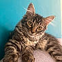 animal, cat, closeup, curious, cute, ears, feline, fur, gray_surface, indoor, kitten, pet, portrait, relaxed, soft, tabby, teal_wall, whiskers, yellow_eyes, young