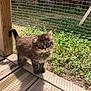 kitten, cat, animal, pet, furry, outdoor, sunlight, wooden_deck, wire_mesh, greenery, curious, small, young, shadow, nature, cute, domestic, mammal, whiskers, tail