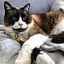 Junky participe au concours pour gagner de l'argent avec cette photo : cat, blue_eyes, fluffy, relaxed, white_paws, brown_fur, dark_face, soft_blanket, gray_couch, indoor, pet, feline, close_up, resting, cozy, domestic_animal, whiskers, collar, animal_portrait, fur
