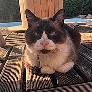 Junky participe au concours pour gagner de l'argent avec cette photo : cat, animal, pet, feline, outdoor, wood, decking, sunlight, collar, relaxing, nature, greenery, closeup, whiskers, ears, fur, mammal, resting, daylight, wooden_post