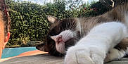 Junky participe au concours pour gagner de l'argent avec cette photo : cat, sleeping, outdoor, wood, hedge, greenery, person, face_partial, sky, clouds, nature, feline, paw, resting, sunlight, relaxation, pet, animal, closeup, peaceful
