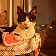 Ekko participe au concours pour gagner de l'argent avec cette photo : cat, tuxedo_cat, pet, animal, portrait, close_up, sitting, indoors, cozy, blanket, plush, perch, window, reflection, warm_lighting, whiskers, ears, black_and_white, feline, cute