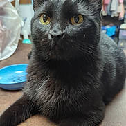 Bebe Grump is registered to the contest to win money with this photo: alert, animal, background, black_cat, cat, closeup, domestic, ears, eyes, face, feline, fur, golden_eyes, household, indoor, pet, resting, table, texture, whiskers