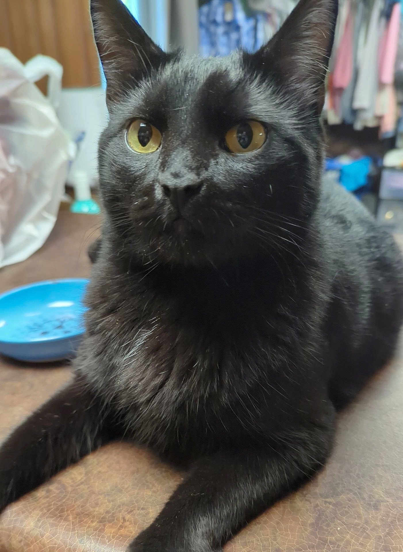 Bebe Grump is registered to the contest to win money with this photo: alert, animal, background, black_cat, cat, closeup, domestic, ears, eyes, face, feline, fur, golden_eyes, household, indoor, pet, resting, table, texture, whiskers