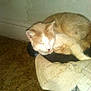 Buddy is registered to the contest to win money with this photo: