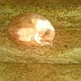 Buddy is registered to the contest to win money with this photo: