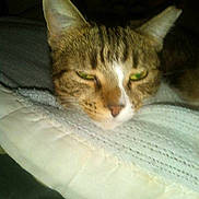 Princess is registered to the contest to win money with this photo: