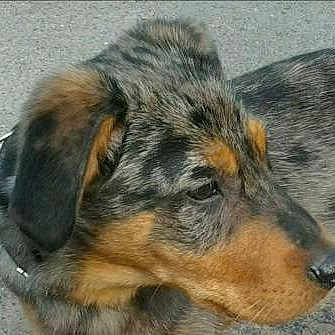 Benji