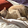 Junko a rejoint le concours — aidez-le/la à gagner de superbes lots ! cat, sleeping, bed, blanket, pillow, cozy, sunlight, resting, feline, domestic_animal, pet, indoor, fur, whiskers, relaxation, nap, comfort, warm, quiet, peaceful