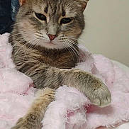 Ohana is registered to the contest to win money with this photo: animal, bed, cat, closeup, comfort, cozy, cute, domestic_animal, ears, feline, fluffy_blanket, fur, indoor, paws, pet, relaxed, resting, sleepy, tabby, whiskers