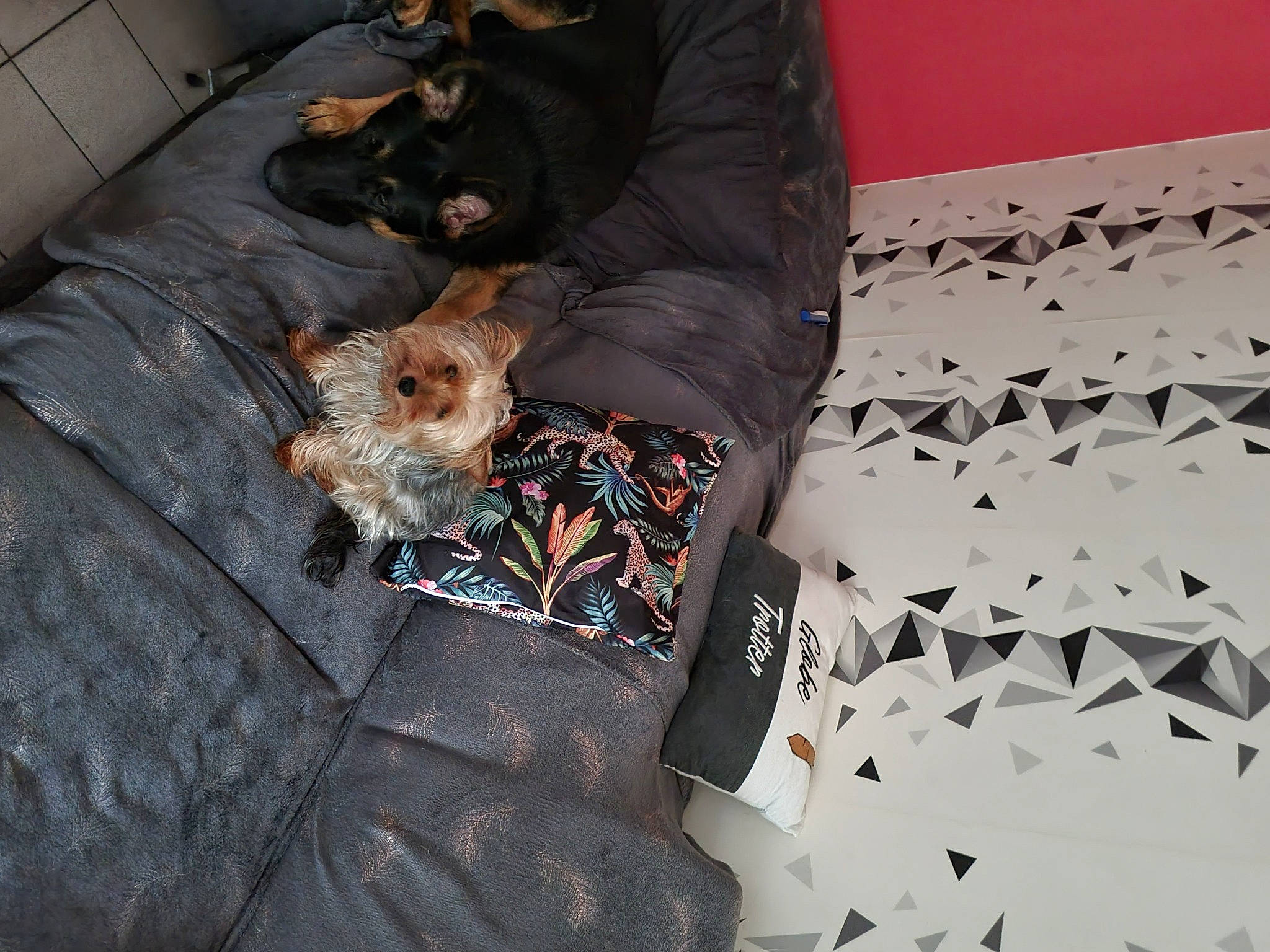 Rose a rejoint le concours — aidez-le/la à gagner de superbes lots ! canidae, carnivore, comfort, companion_dog, dog, dog_breed, dog_supply, flooring, fur, grey, linens, military_camouflage, nap, pattern, room, sitting, sleep, sporting_group, terrier, toy_dog