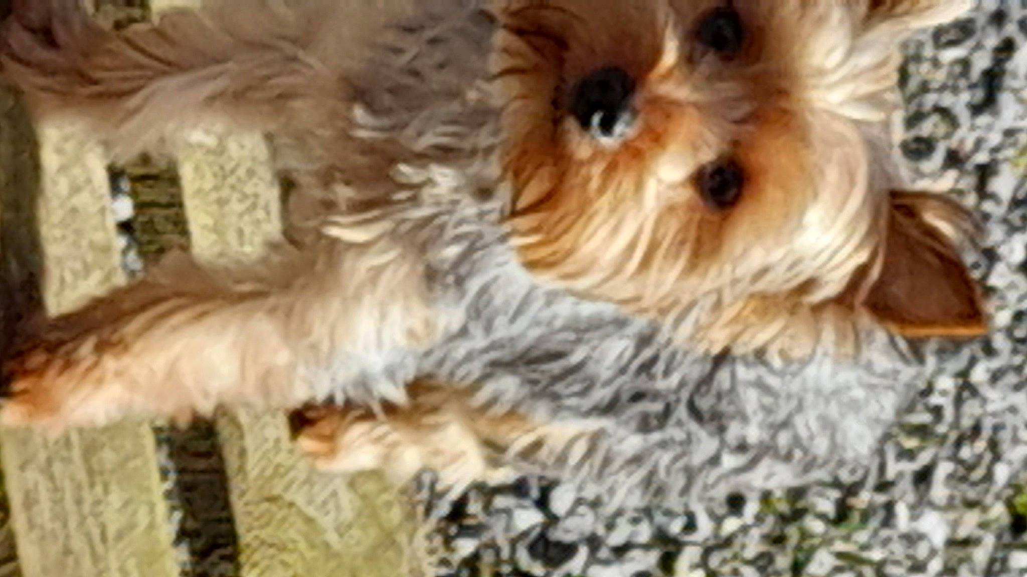 Rose a rejoint le concours — aidez-le/la à gagner de superbes lots ! canidae, carnivore, companion_dog, dog, dog_breed, flooring, fur, liver, maltepoo, non_sporting_group, pattern, puppy, small_terrier, snout, sporting_group, terrestrial_animal, terrier, toy_dog, working_animal, yorkipoo