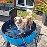 Vanille a rejoint le concours — aidez-le/la à gagner de superbes lots ! animal, backyard, blue, brick_wall, canine, curious, dog, furniture, garden, happy, hose, outdoor, patio, pet, plant, pool, small_pool, sunny, toy, water