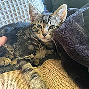 Leo joined the competition — help win amazing prizes! kitten, tabby, cat, pet, feline, animal, resting, blanket, fabric, cozy, indoor, paw, whiskers, ears, fur, cute, relaxed, sleepy, closeup, soft