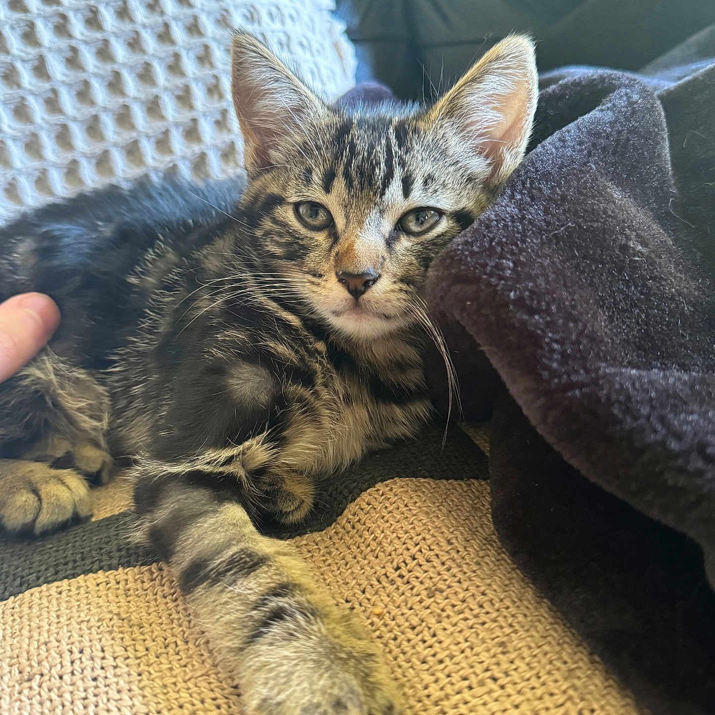 Leo joined the competition — help win amazing prizes! animal, blanket, cat, closeup, cozy, cute, ears, fabric, feline, fur, indoor, kitten, paw, pet, relaxed, resting, sleepy, soft, tabby, whiskers