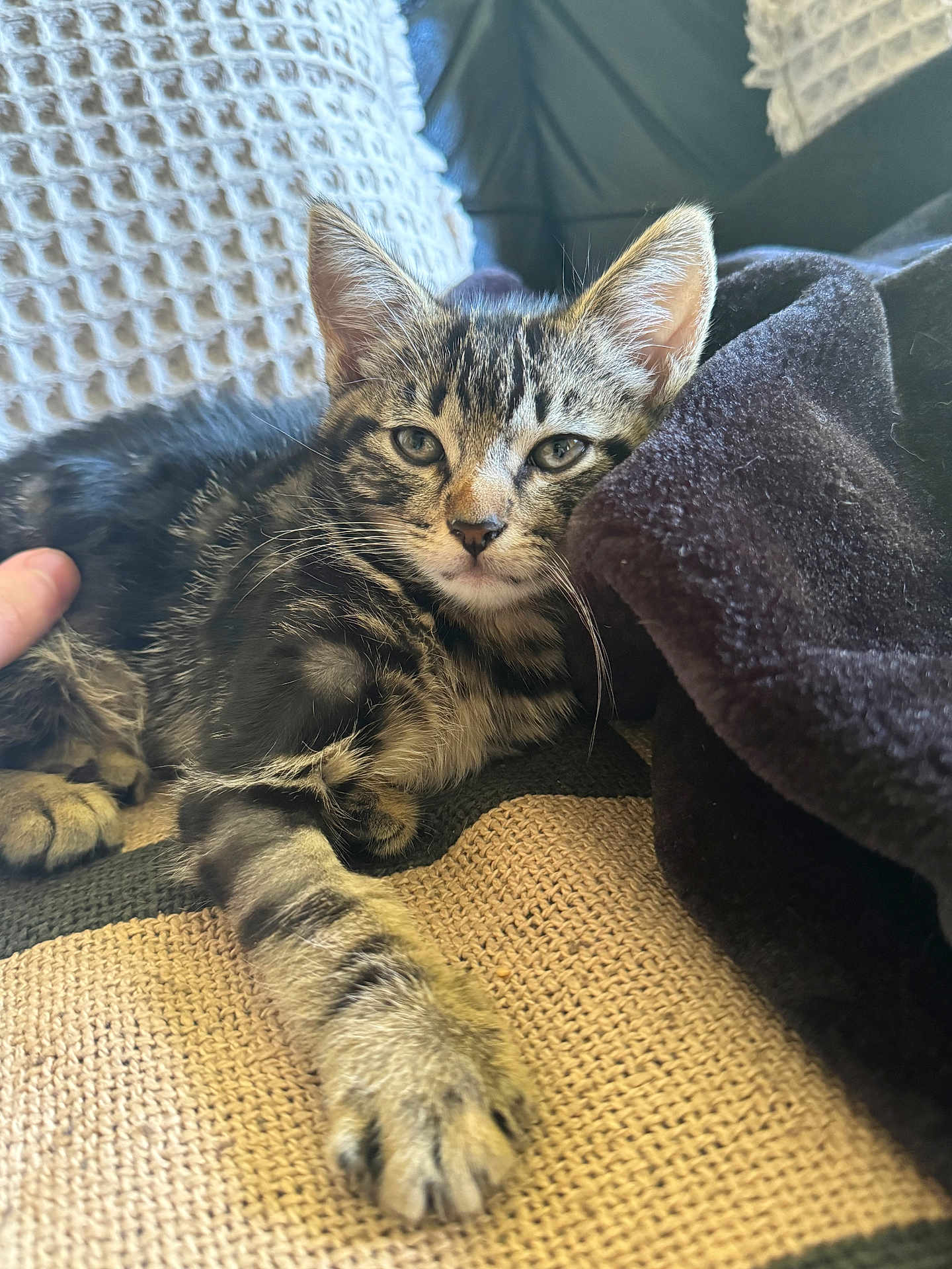 Leo joined the competition — help win amazing prizes! kitten, tabby, cat, pet, feline, animal, resting, blanket, fabric, cozy, indoor, paw, whiskers, ears, fur, cute, relaxed, sleepy, closeup, soft