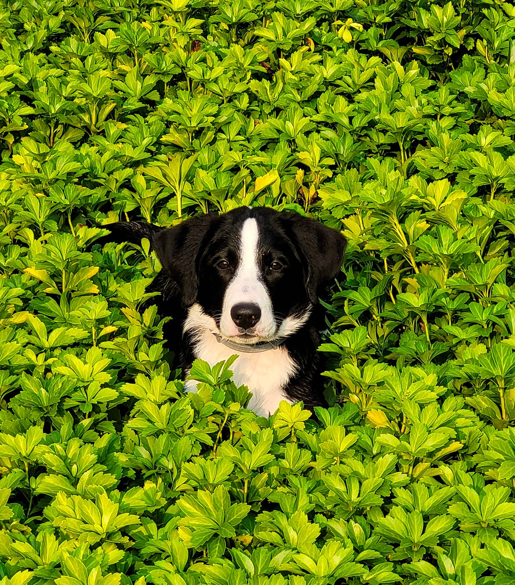 Finnley is registered to the contest to win money with this photo: annual_plant, botany, canidae, carnivore, companion_dog, dog, dog_breed, flowering_plant, grass, green, groundcover, leaf, leaf_vegetable, natural_landscape, plant, shrub, sporting_group, terrestrial_animal, terrestrial_plant, vegetation