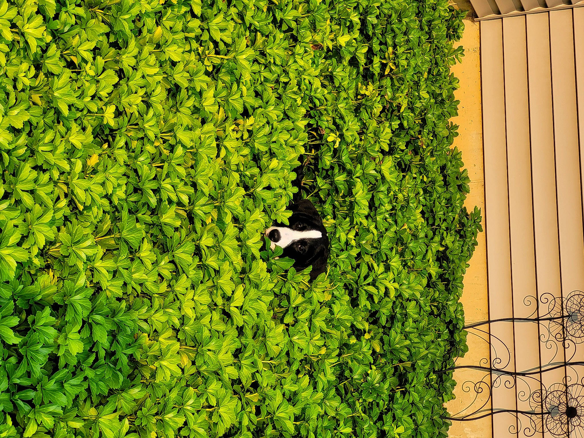 Finnley joined the competition — help win amazing prizes! annual_plant, botany, brick, evergreen, facade, flowering_plant, grass, grass_family, groundcover, hedge, lawn, plant, rectangle, shadow, shrub, spring, tints_and_shades, vegetation, wood, woody_plant